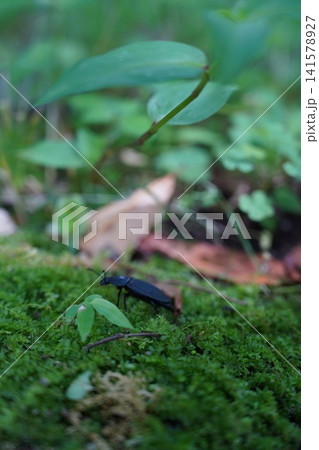 森の中のしっとりとした緑の苔の上を歩く黒い昆虫 141578927