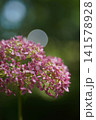 美しい緑の玉ボケを背景に咲く鮮やかなピンク色の紫陽花 141578928