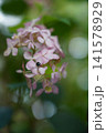 優しい薄ピンク色の紫陽花の花びらに止まる小さな昆虫 141578929