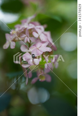 優しい薄ピンク色の紫陽花の花びらに止まる小さな昆虫 優しい薄ピンク色の紫陽花の花びらに止まる小さな昆虫 141578929