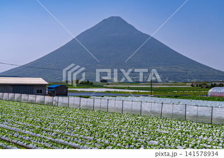 鹿児島・開聞岳（薩摩富士）と広がる田園風景の春 141578934