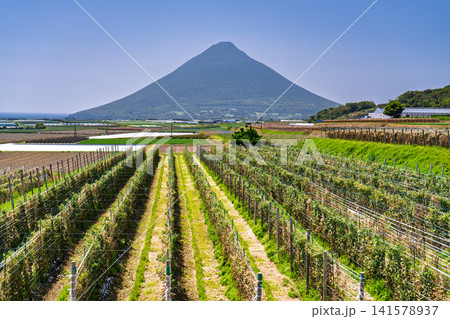 鹿児島・開聞岳（薩摩富士）と広がる田園風景の春 141578937