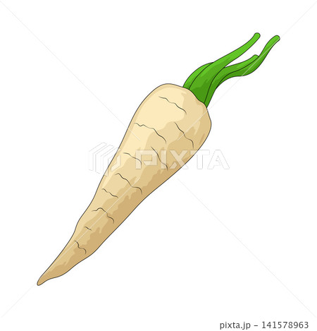 Illustration of Parsnip Illustration of Parsnip 141578963