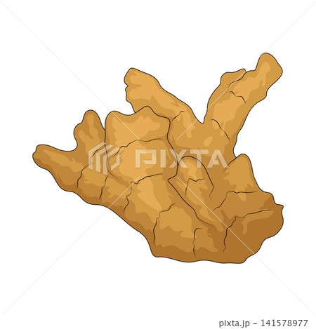 Illustration of Ginger 141578977