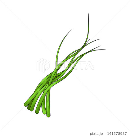 Illustration of Chive Illustration of Chive 141578987