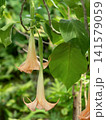 エンジェルトランペットの花 141579059