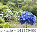 梅雨の晴れ間の日差しに輝く紫陽花 141579400