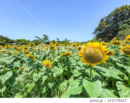 夏空と元気に咲くひまわり畑 夏空と元気に咲くひまわり畑 141579427