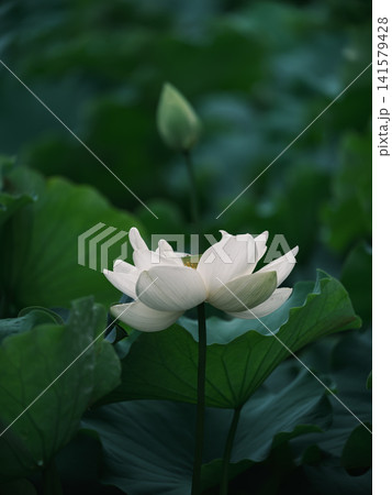 深い緑の葉に囲まれて美しく開花した白いハスの花と背景の蕾 深い緑の葉に囲まれて美しく開花した白いハスの花と背景の蕾 141579428