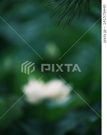 松の葉と大きく前ボケした白いハスの花が幻想的な和風の背景素材 松の葉と大きく前ボケした白いハスの花が幻想的な和風の背景素材 141579440