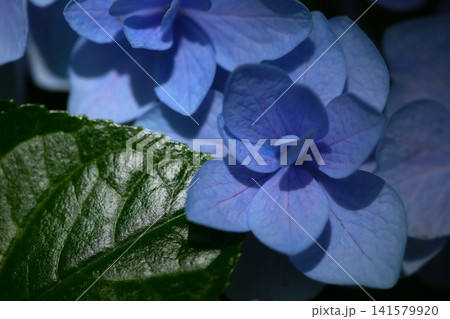 青い紫陽花の葉 青い紫陽花の葉 141579920