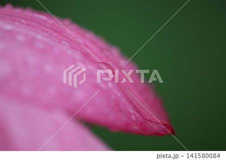 ピンクの花びらに乗る滴 ピンクの花びらに乗る滴 141580084