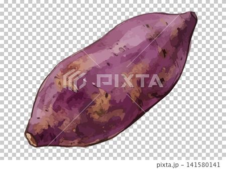 A mouthwatering illustration of purple sweet potato A mouthwatering illustration of purple sweet potato 141580141