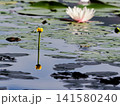 水鏡に揺れる命の輝き 141580240