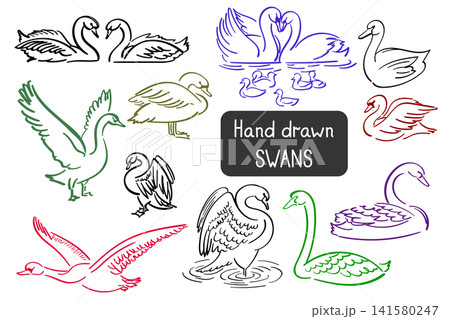 Set of hand-drawn colorful ink sketches of graceful swans. Minimalist outline illustrations with brush stroke texture, featuring swans in various poses: swimming, flying, and with cygnets Set of hand-drawn colorful ink sketches of graceful swans. Minimalist outline illustrations with brush stroke texture, featuring swans in various poses: swimming, flying, and with cygnets 141580247