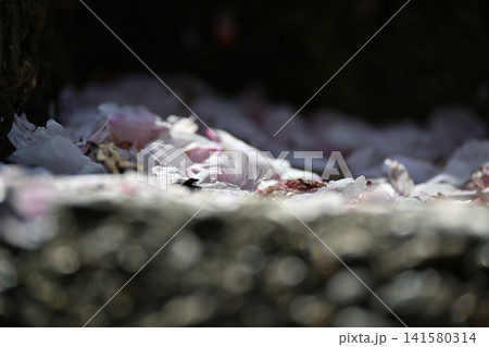 散る桜 散った桜の花びら 石段に積もった桜の花びら 散る桜 散った桜の花びら 石段に積もった桜の花びら 141580314