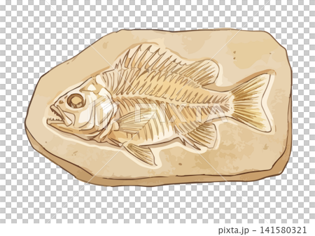 一張令人垂涎欲滴的化石(魚類化石)插圖 一張令人垂涎欲滴的化石(魚類化石)插圖 141580321
