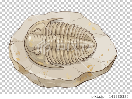 一張令人垂涎欲滴的化石（三葉蟲）插圖 141580323