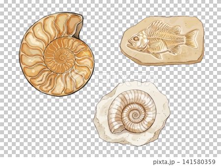 A mouthwatering illustration of a fossil 141580359