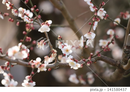 早春に咲く白梅の花 早春に咲く白梅の花 141580437