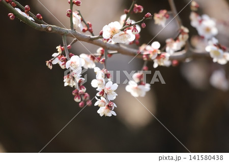 早春に咲く白梅の花 141580438