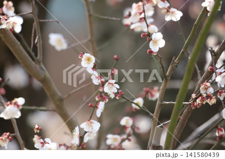 早春に咲く白梅の花 141580439