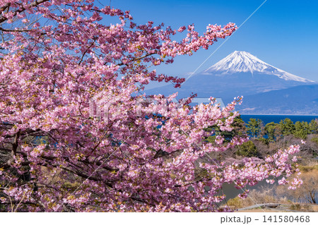 伊豆・井田の河津桜越しに望む富士山の春の風景 伊豆・井田の河津桜越しに望む富士山の春の風景 141580468
