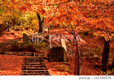 紅葉が美しいもみじ山の風景 紅葉が美しいもみじ山の風景 141580476