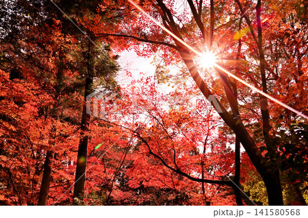 紅葉が美しいもみじ山の風景 紅葉が美しいもみじ山の風景 141580568