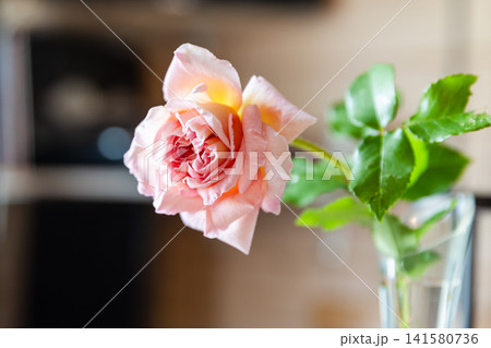 A single pink rose in a glass vase, its delicate petals and glossy green leaves 141580736