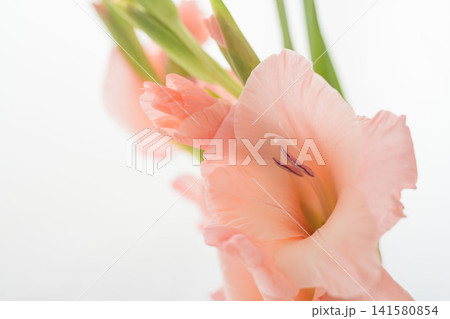 グラジオラスのサーモンピンク色の花をマクロ室内撮影01 グラジオラスのサーモンピンク色の花をマクロ室内撮影01 141580854