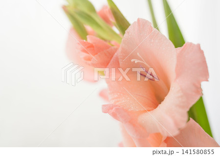 グラジオラスのサーモンピンク色の花をマクロ室内撮影02 グラジオラスのサーモンピンク色の花をマクロ室内撮影02 141580855