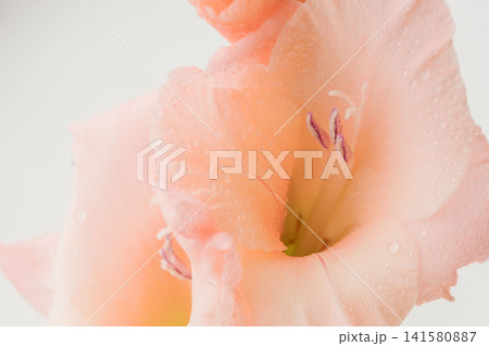 グラジオラスのサーモンピンク色の花をマクロ室内撮影34 グラジオラスのサーモンピンク色の花をマクロ室内撮影34 141580887