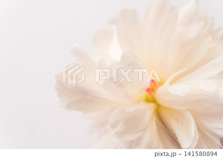 シャクヤクのピンク色の花をマクロ撮影01 シャクヤクのピンク色の花をマクロ撮影01 141580894
