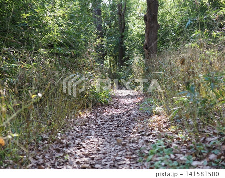 木漏れ日が差し込む登山道　森の散歩道　森の影と光の芸術　コピースペース　バックグラウンド 141581500