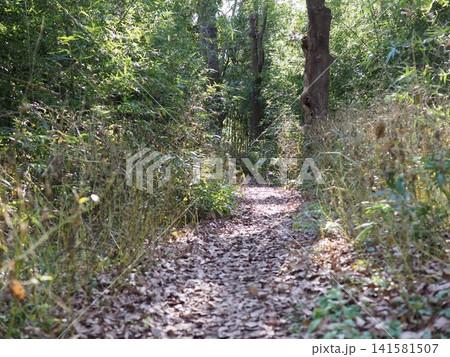 木漏れ日が差し込む登山道　森の散歩道　森の影と光の芸術　コピースペース　バックグラウンド 141581507