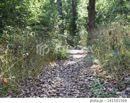 木漏れ日が差し込む登山道 森の散歩道 森の影と光の芸術 コピースペース バックグラウンド 木漏れ日が差し込む登山道 森の散歩道 森の影と光の芸術 コピースペース バックグラウンド 141581508
