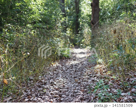 木漏れ日が差し込む登山道　森の散歩道　森の影と光の芸術　コピースペース　バックグラウンド 141581509
