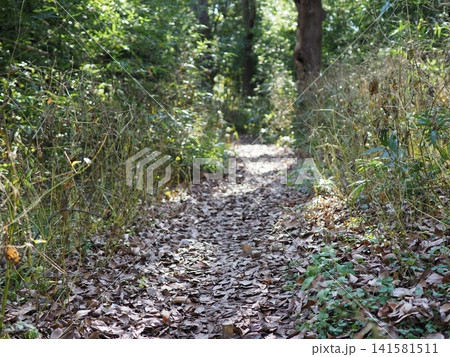 木漏れ日が差し込む登山道 森の散歩道 森の影と光の芸術 コピースペース バックグラウンド 木漏れ日が差し込む登山道 森の散歩道 森の影と光の芸術 コピースペース バックグラウンド 141581511