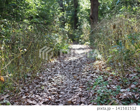 木漏れ日が差し込む登山道 森の散歩道 森の影と光の芸術 コピースペース バックグラウンド 木漏れ日が差し込む登山道 森の散歩道 森の影と光の芸術 コピースペース バックグラウンド 141581512