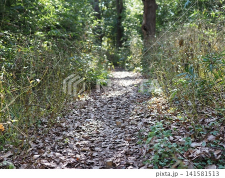 木漏れ日が差し込む登山道 森の散歩道 森の影と光の芸術 コピースペース バックグラウンド 木漏れ日が差し込む登山道 森の散歩道 森の影と光の芸術 コピースペース バックグラウンド 141581513
