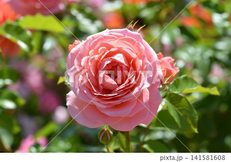 バラ　ピンクアバンダンス（Pink Abundance） Floribunda 141581608