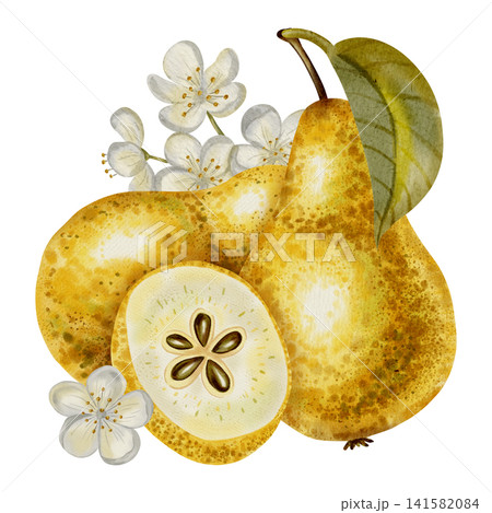 A hand-painted watercolor composition featuring yellow pears adorned with white flowers and leaves. Perfect for elegant packaging, textiles, cards, and labels. A hand-painted watercolor composition featuring yellow pears adorned with white flowers and leaves. Perfect for elegant packaging, textiles, cards, and labels. 141582084