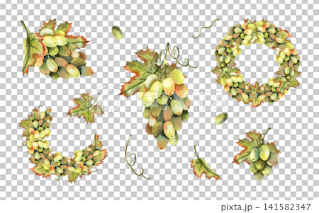 White grapes compositions watercolor set. Hand drawn illustration isolated from background. Green bunches, vine leaves, tendrils, berries. For autumn harvest festivals, winery branding design White grapes compositions watercolor set. Hand drawn illustration isolated from background. Green bunches, vine leaves, tendrils, berries. For autumn harvest festivals, winery branding design 141582347