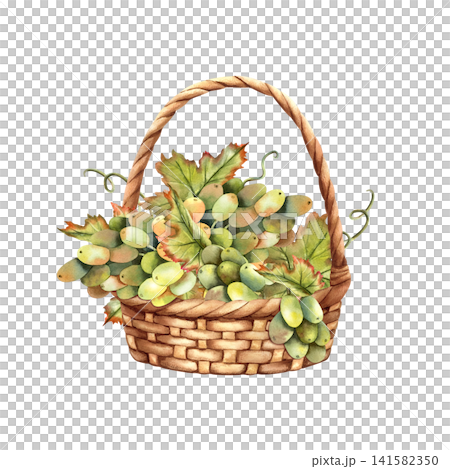 White green grapes in wicker basket Watercolor composition. Rustic Hand drawn isolated illustration of bunches, vine leaves. Rustic design for autumn harvest festivals, Thanksgiving cards, winery White green grapes in wicker basket Watercolor composition. Rustic Hand drawn isolated illustration of bunches, vine leaves. Rustic design for autumn harvest festivals, Thanksgiving cards, winery 141582350