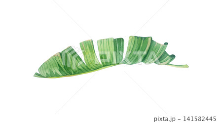 Torn curved green banana leaf with realistic texture. Isolated hand drawn watercolor illustration of tropical exotic plant element for summery organic botanical design Torn curved green banana leaf with realistic texture. Isolated hand drawn watercolor illustration of tropical exotic plant element for summery organic botanical design 141582445