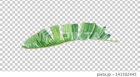 Torn curved green banana leaf with realistic texture. Isolated hand drawn watercolor illustration of tropical exotic plant element for summery organic botanical design Torn curved green banana leaf with realistic texture. Isolated hand drawn watercolor illustration of tropical exotic plant element for summery organic botanical design 141582445