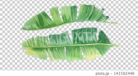 Green banana leaf collection with torn detailed texture. Isolated hand drawn watercolor illustration of tropical exotic plant elements bundle for summery organic botanical design Green banana leaf collection with torn detailed texture. Isolated hand drawn watercolor illustration of tropical exotic plant elements bundle for summery organic botanical design 141582446