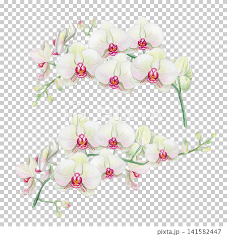 Watercolor white orchid flower branches clipart set. Hand drawn phalaenopsis floral elements with pink center and green buds isolated on white background for greeting card and design Watercolor white orchid flower branches clipart set. Hand drawn phalaenopsis floral elements with pink center and green buds isolated on white background for greeting card and design 141582447
