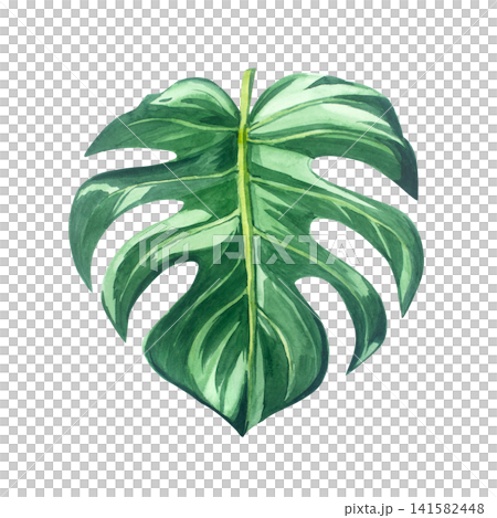 Green monstera deliciosa leaf with realistic details and texture. Isolated hand drawn watercolor illustration of tropical exotic plant element for summery botanical design 141582448